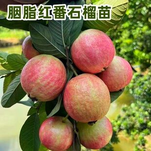 1个2斤重胭脂红番石榴树苗嫁接红宝石四季紫芭乐庭院阳台盆栽红皮