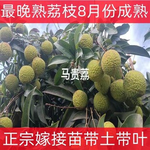 迟熟荔枝品种马贵荔正宗嫁接苗马贵荔枝树苗八月成熟大果带土带叶