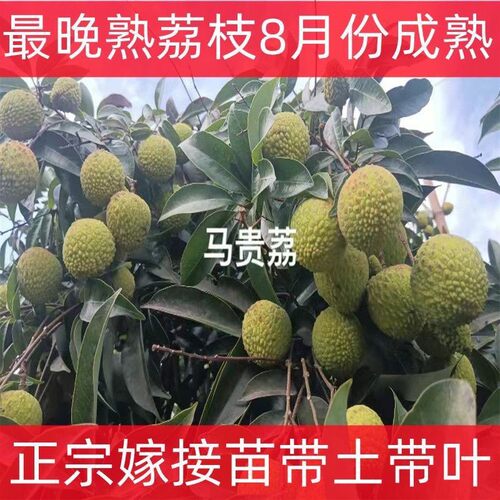 迟熟荔枝品种马贵荔正宗嫁接苗马贵荔枝树苗八月成熟大果带土带叶