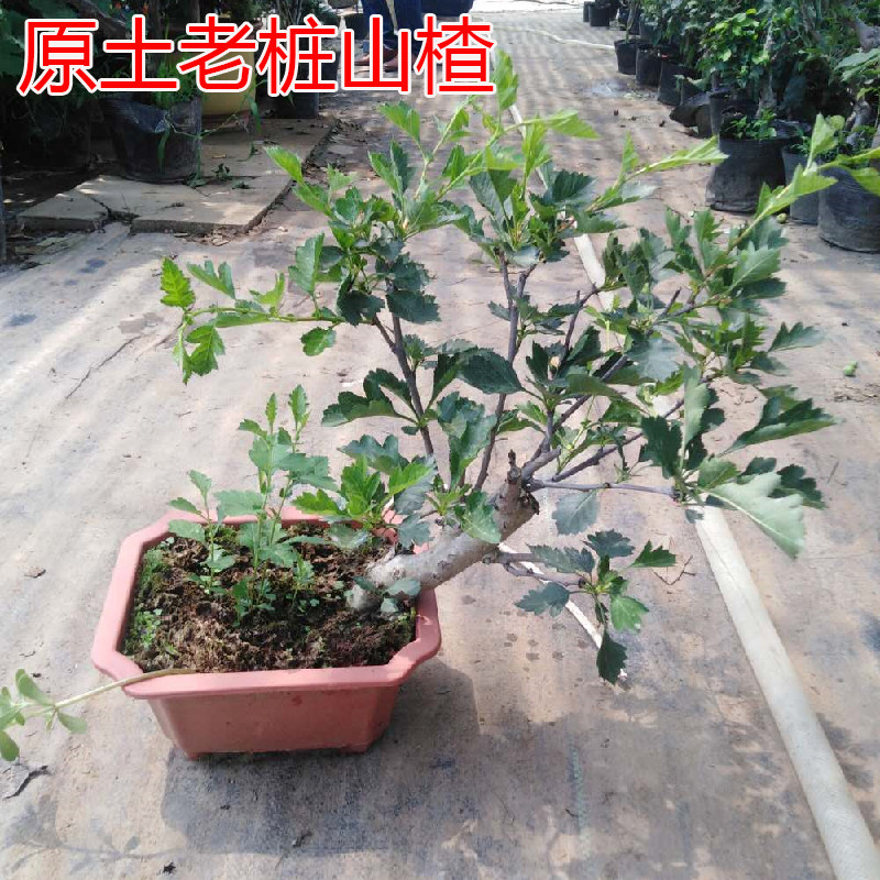 甜山楂树活苗盆栽带花原土当年结果北方种植特大嫁接矮化新品山楂
