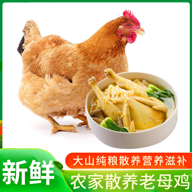 农家自养老母鸡土鸡农村土鸡新鲜鸡肉整只农家直发礼盒装