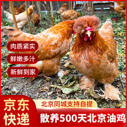 农家散养500天北京油鸡老母鸡炖汤鸡肉整只京东生鲜 约2-2.4斤/只