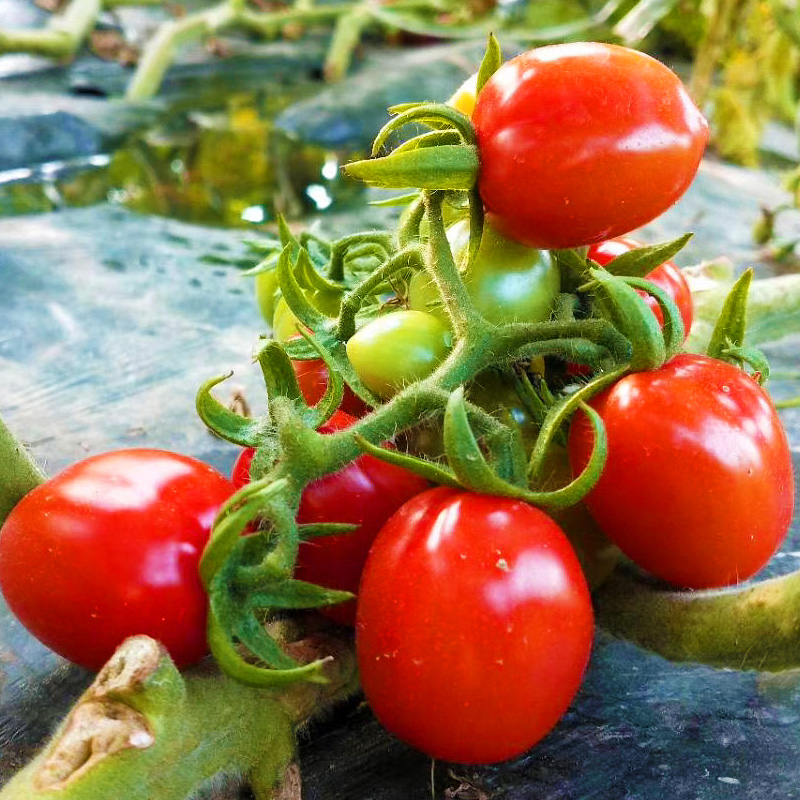 千禧小西红柿新鲜水果5斤圣女果当季蔬菜新鲜樱桃小番茄脆甜整箱,水产肉类/新鲜蔬果/熟食,番茄,淘宝优惠券,粉丝福利购,淘宝优惠卷