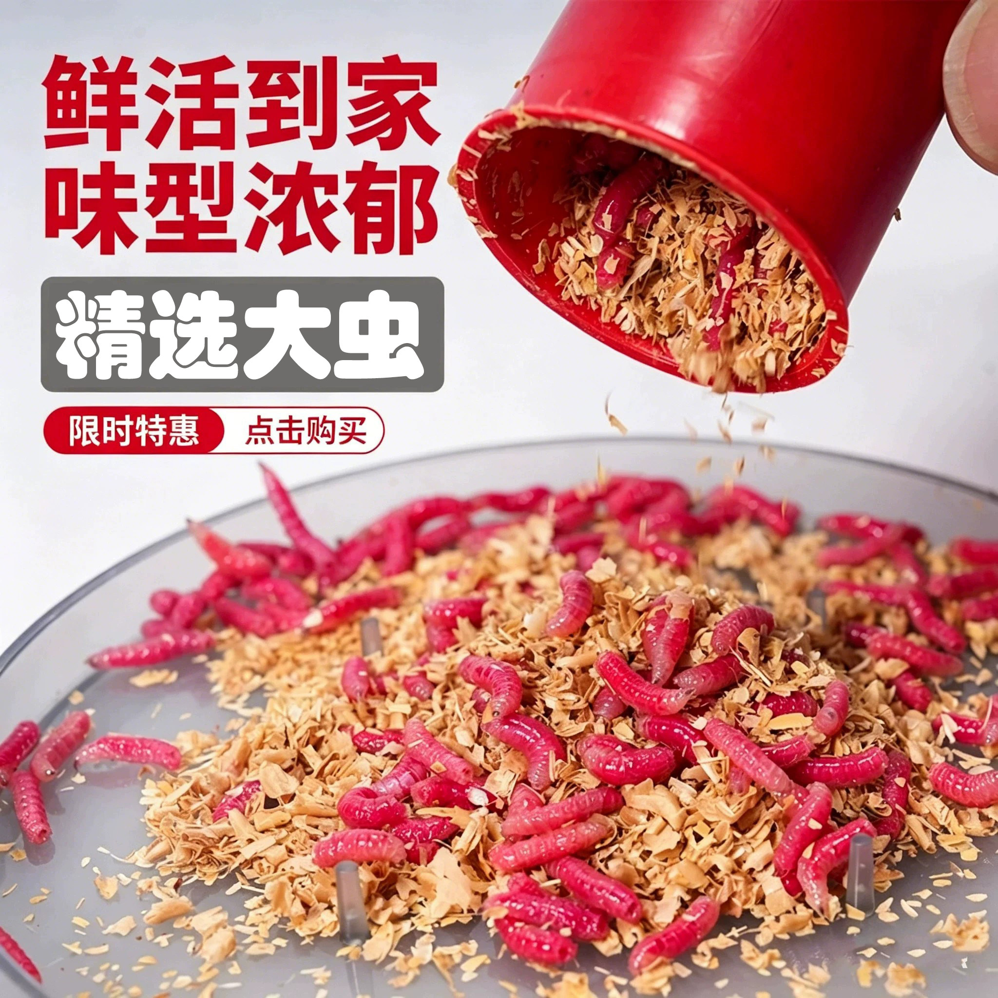 鲜活红蛆虫活饵鱼饵冬季野钓神饵图片