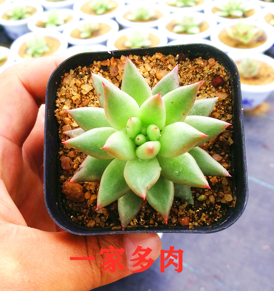 流星 多肉植物 新品 花卉绿植 吸甲醛 不含盆
