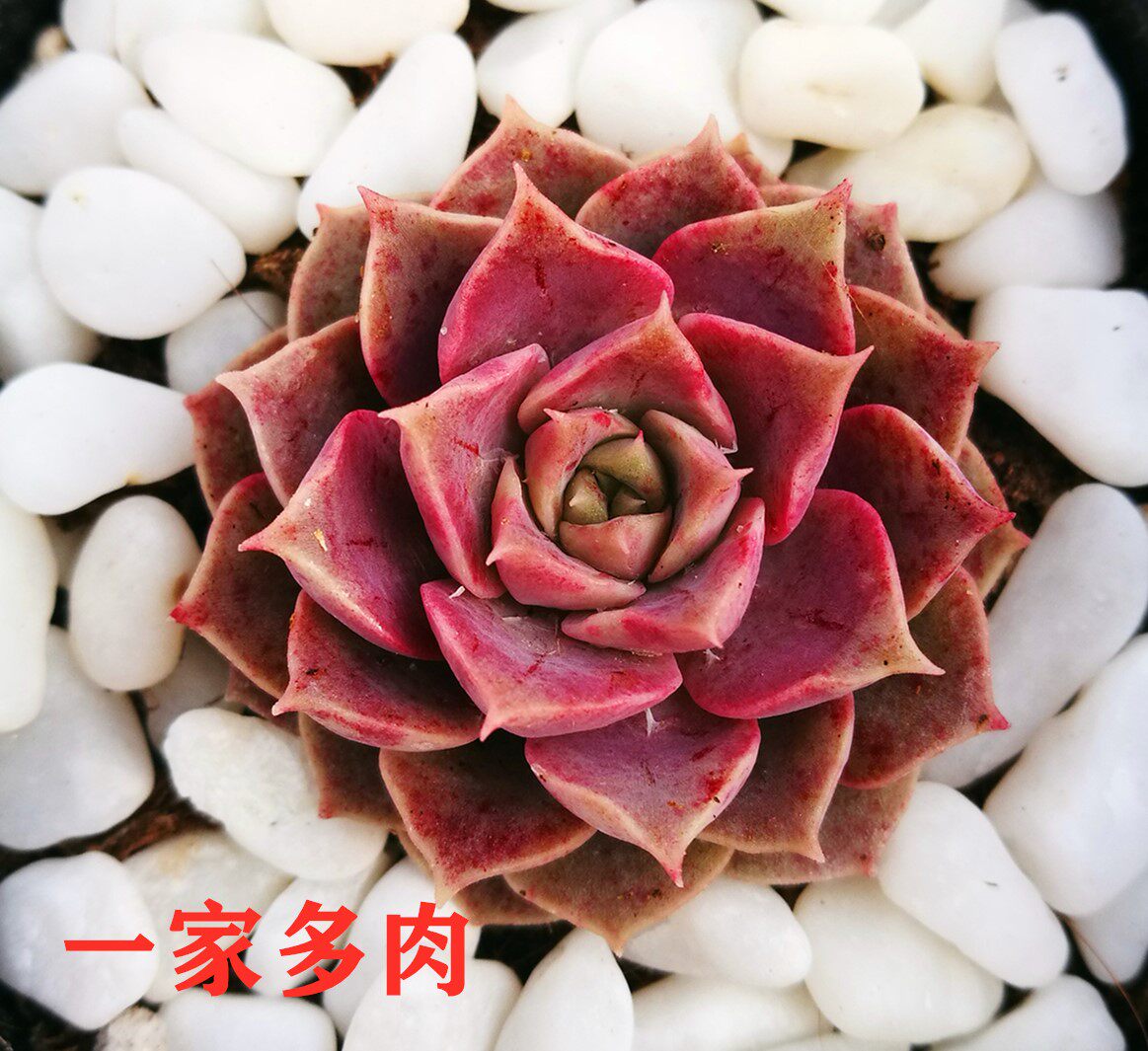 莫西干人 多肉植物 血斑 花卉绿植 吸甲醛