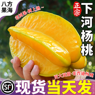 【顺丰包邮当季】福建下河杨桃新鲜水果阳桃现摘树上熟应季甜洋桃