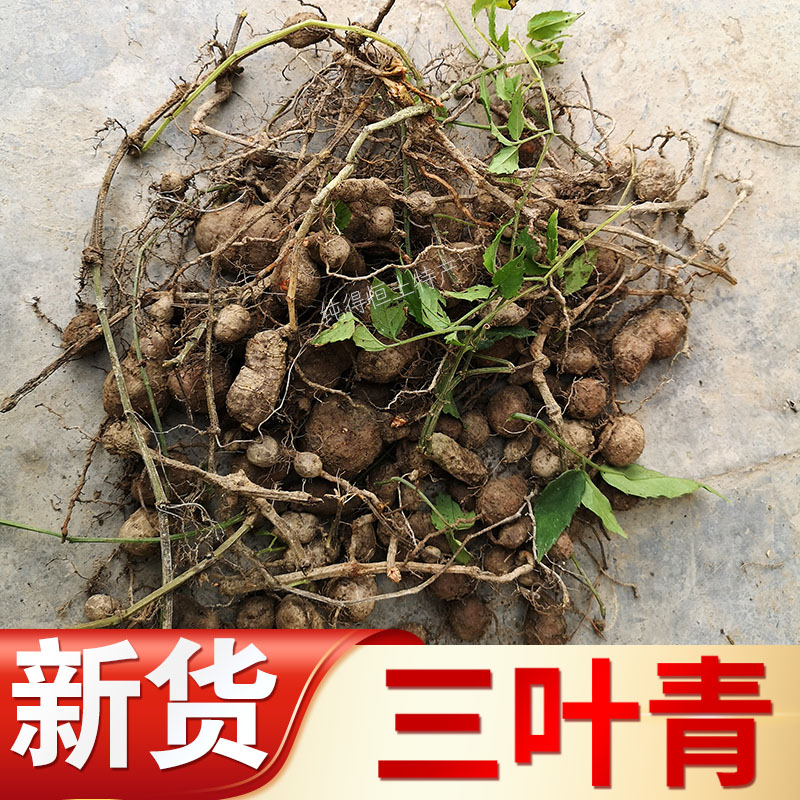 三叶青金线吊葫芦中草药新鲜500g包邮金丝吊葫芦