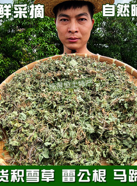 纯得恒大山雷公根积雪草马蹄草