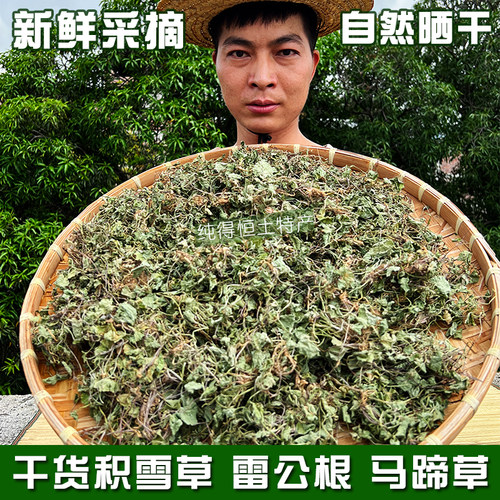 纯得恒大山雷公根积雪草马蹄草