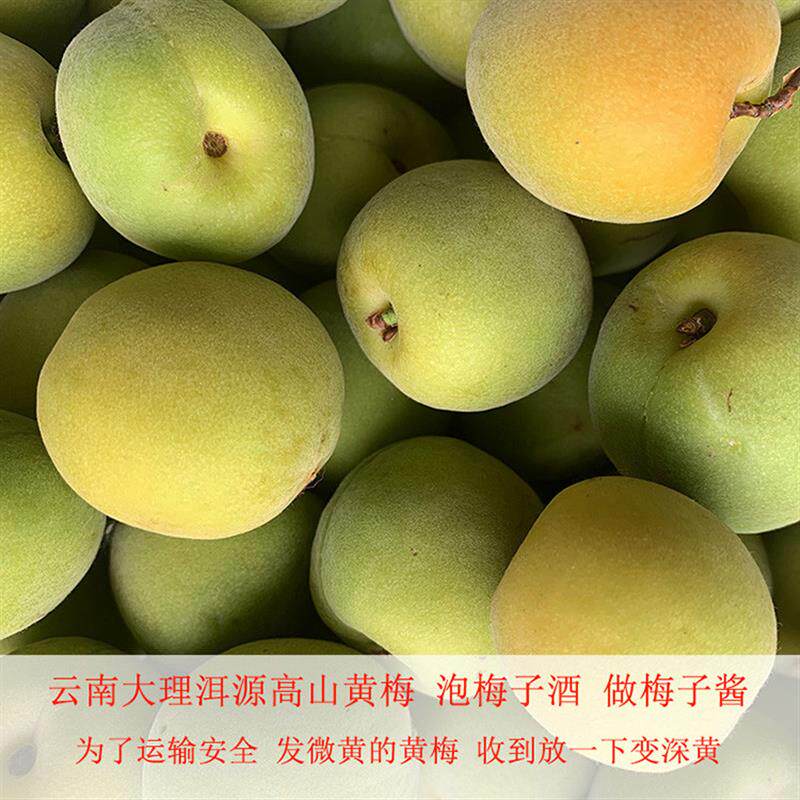 正宗云南大理洱源高山黄梅果新鲜成熟青梅鲜果泡梅子酒梅子露海拔