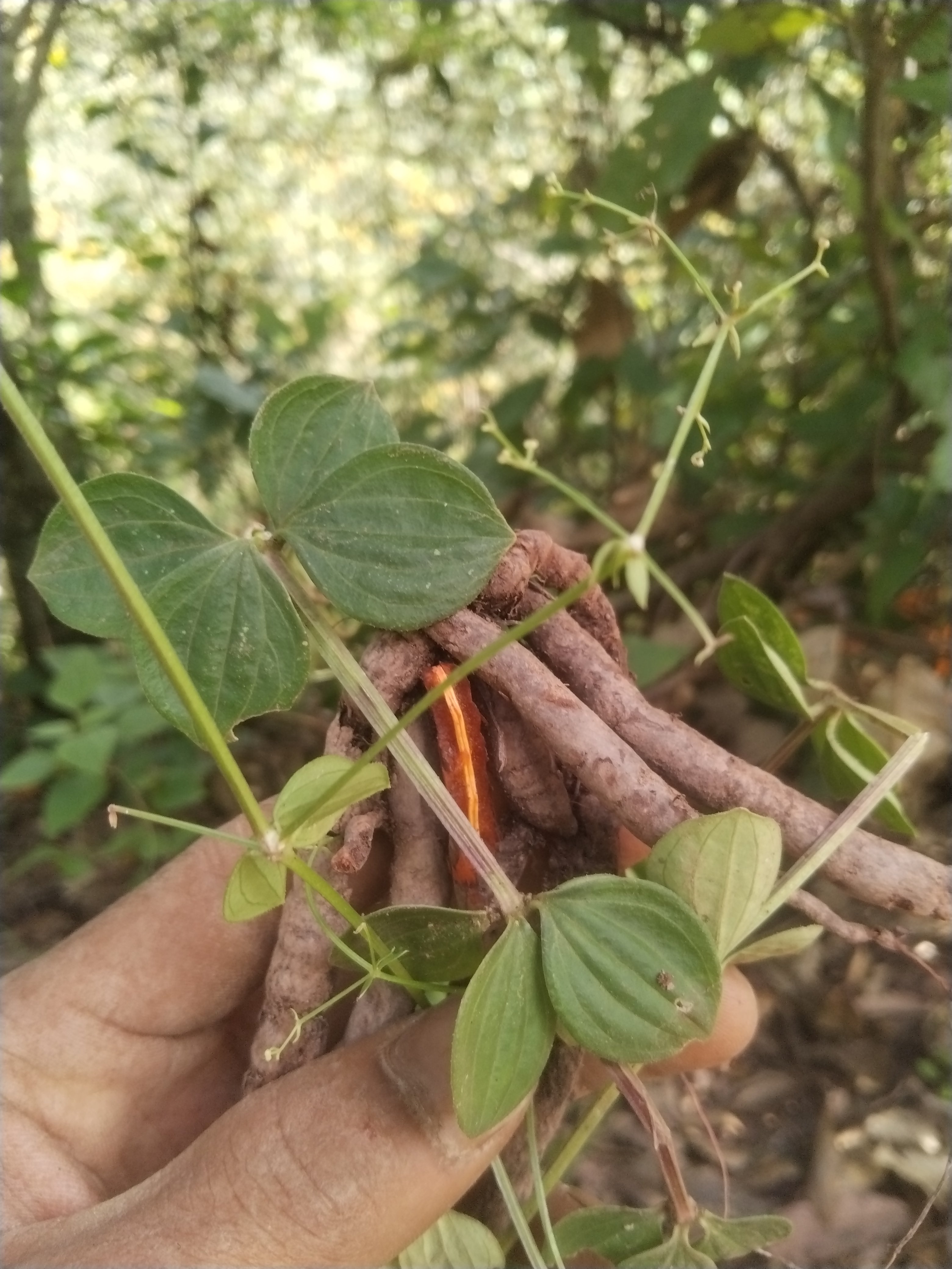 云南中药材 小红参 滇红参 小红药 小舒筋 新鲜货现采食用