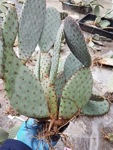 海狸杂团扇仙人掌,稀有进口高端美花美刺仙人掌奇趣多肉绿植盆栽