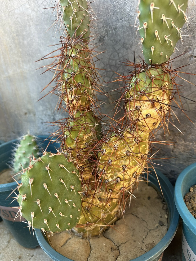 红小妮硫磺团扇仙人掌,稀有进口高端美花美刺仙人掌奇趣多肉绿植