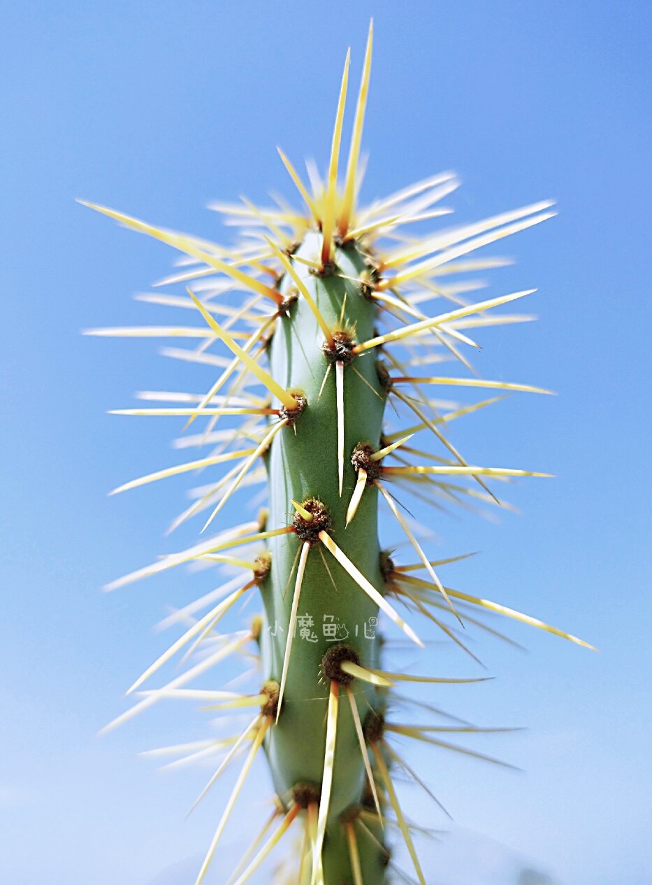 稀有进口强刺团扇opuntia.engeimannii大型极耐寒-20度耐旱仙人掌