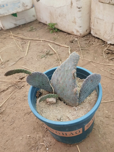 紫花海狸团扇仙人掌稀有进口高端美花美刺仙人掌奇趣多肉绿植盆栽