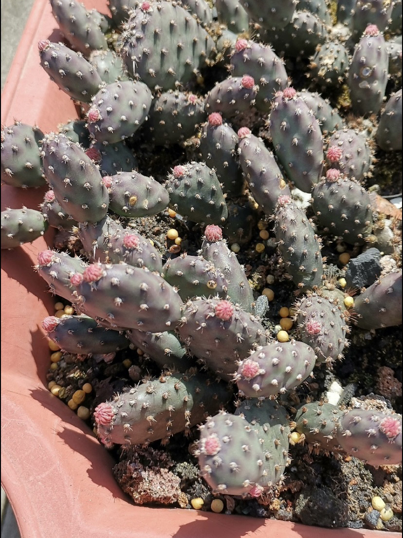 美花朝日团扇仙人掌稀有进口高端美花美刺仙人掌奇趣多肉绿植盆栽