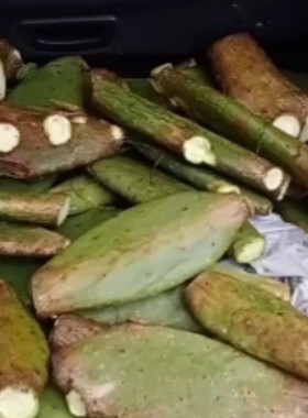 贵州野生仙人掌美容院用现割老片,可种植嫁接药用食用,新鲜现割