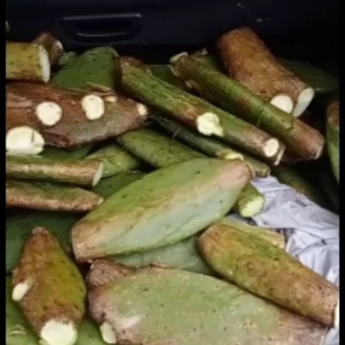 贵州野生仙人掌美容院用现割老片,可种植嫁接药用食用,新鲜现割