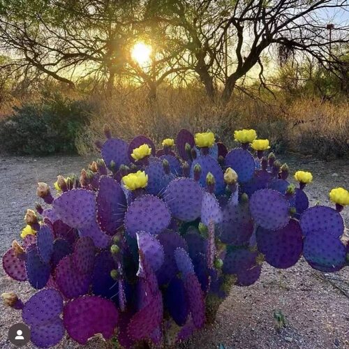 圣丽塔稀有进口仙人掌类植物多肉花室内盆栽防辐射紫色仙人球绿植