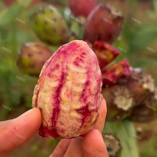 可食用水果仙人掌滇红粉红女郎稀有进口种植片盆栽绿色植物直发