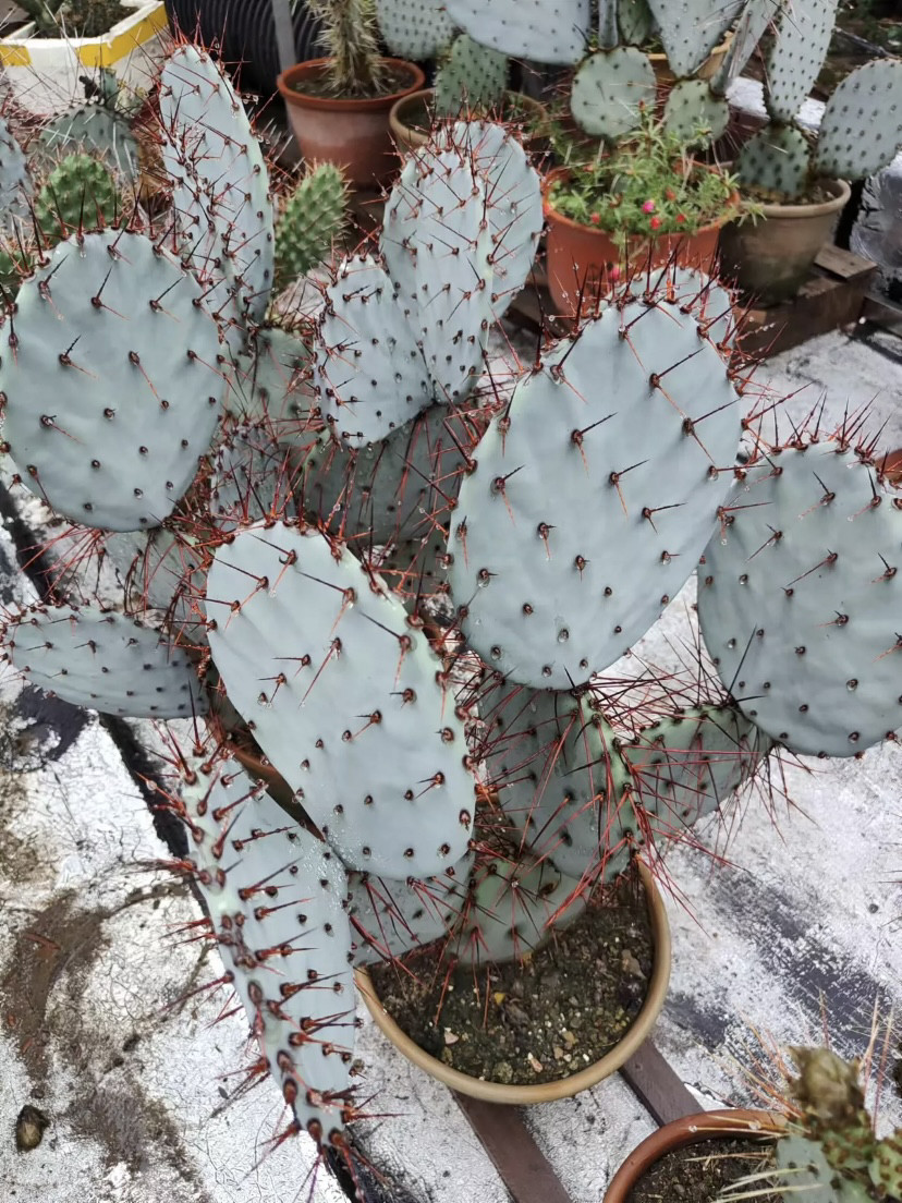蒂芙尼蓝美穗团扇仙人掌稀有进口高端美花美刺仙人掌奇趣多肉绿植