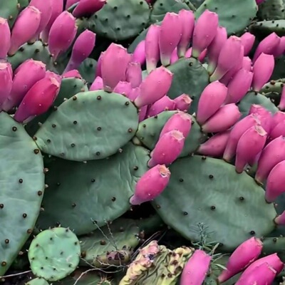 老式墙头仙人掌仙人掌盆栽种苗结果可食用耐寒耐旱好养活见土扎根