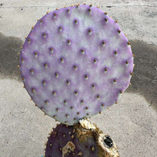 大型圣丽塔团扇仙人掌，稀有进口高端美花美刺仙人掌奇趣多肉绿植