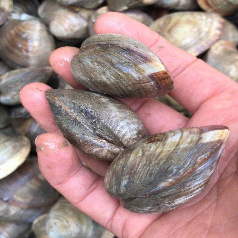 鲜活海鲜花甲贝类蛤蜊美贝黄蚬子当天现捕包活到家烧烤食材包邮