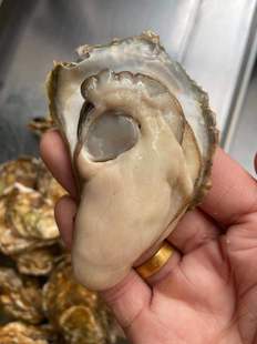 10斤包肥连云港生蚝每斤四只规格顺丰快递 138元 鲜活生蚝99元 7斤