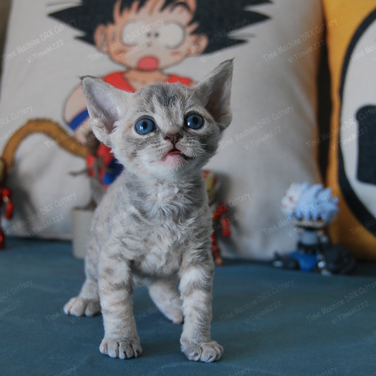 德文卷毛猫cfa/wcf/fife 三注册猫舍蓝乳色虎斑女孩(已有家长)