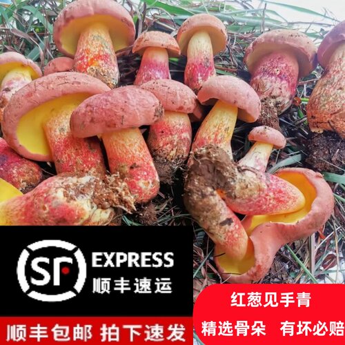 云南见手青红葱牛肝菌现摘现发