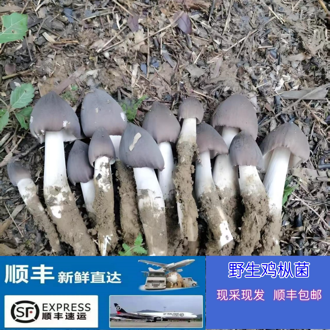 云南野生鸡枞菌火把鸡枞菌荔枝菌新鲜黑皮鸡枞菌大白菇菌顺丰包邮