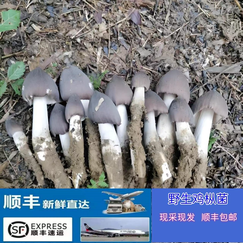 云南野生鸡枞菌顺丰包邮