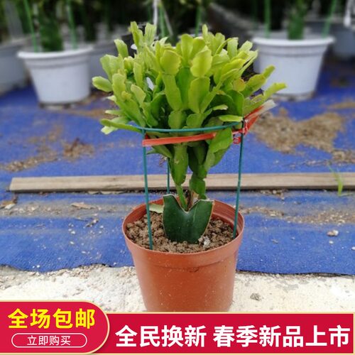 多年生蟹爪兰盆栽单层仙人掌嫁接