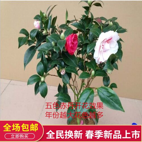 茶花树苗盆栽四季浓香型五色赤丹