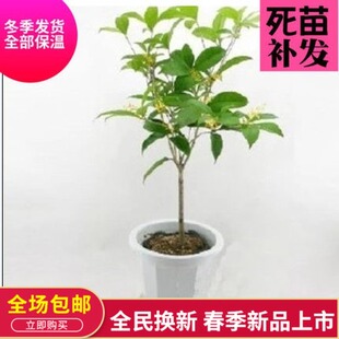 桂花树苗客厅盆栽四季开花浓香型室内花卉家养植物死不了好养的花