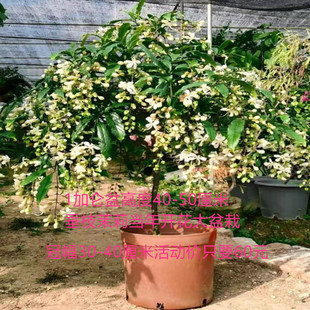 养护温度必须10度以上 泰国垂丝茉莉直播间一物一拍 冻伤不包售后