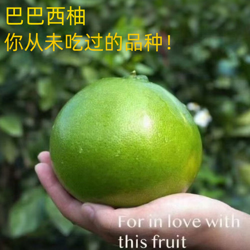 云南高山巴巴西柚青皮葡萄柚