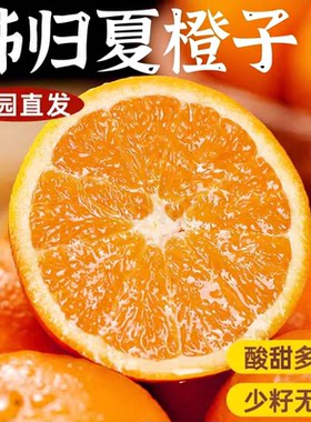 湖北宜昌秭归现摘夏橙