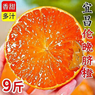 湖北宜昌秭归春橙伦晚脐橙当季应季新鲜水果整箱冰糖果冻橙甜橙子