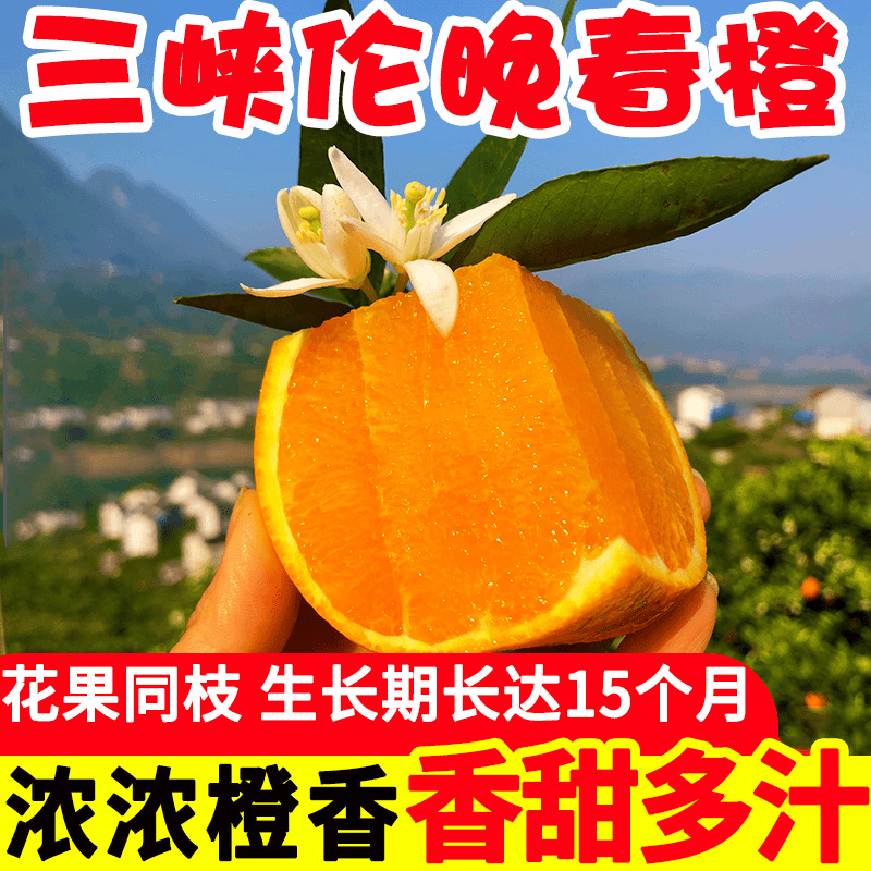 伦晚脐橙湖北秭归橙子当季新鲜香橙甜橙冰糖果冻橙手剥橙整箱水果