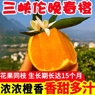 伦晚脐橙湖北秭归橙子当季新鲜香橙甜橙冰糖果冻橙手剥橙整箱水果