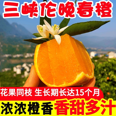伦晚脐橙湖北秭归橙子