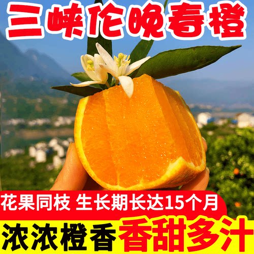 伦晚脐橙湖北秭归橙子