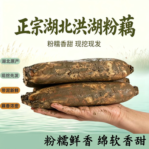 正宗洪湖莲藕新鲜粉藕脆藕藕粉