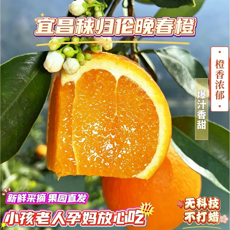 湖北宜昌秭归伦晚脐橙手剥橙果冻甜橙新鲜水果应当季整箱现发春橙