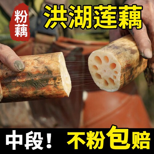正宗洪湖莲藕新鲜粉藕脆藕藕粉