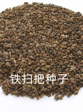 铁扫帚铁扫把地肤子种子天然植物苗子农家扫把种枝条硬实产量高