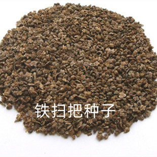 铁扫帚铁扫把地肤子种子天然植物苗子农家扫把种枝条硬实产量高